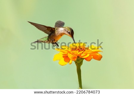 A juvenile Ruby-throated humming bird feeding on a flower, Ontario, Canada
