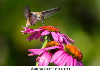 A juvenile Rufous Hummingbird works probes a coneflower or Echinacea as it feeds.  The hummingbird is a dramatic crown to the upward line of coneflowers.  A beautiful garden is made of blooms and bird