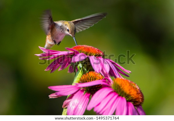 A juvenile Rufous Hummingbird works probes a\
coneflower or Echinacea as it feeds.  The hummingbird is a dramatic\
crown to the upward line of coneflowers.  A beautiful garden is\
made of blooms and bird