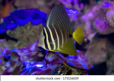 Juvenile Sailfin Tang, Zebrasoma Veliferum, Tropical Salt Water Fish