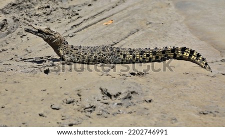 Juvenile saltwater crocodile basking in the sun on the mud covered riverbank with its mouth open as a way to avoid overheating. Adelaide River-Northern Territory-Australia.