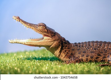 Juvenile Saltwater Crocodile (Crocodylus Porosus)