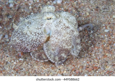 Juvenile Sand Octopus