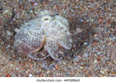 Juvenile Sand Octopus