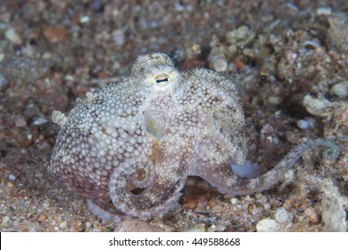 Juvenile Sand Octopus