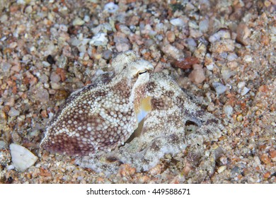 Juvenile Sand Octopus