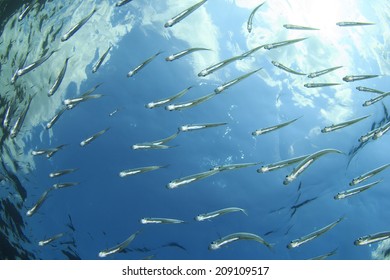 Juvenile Sardines Fish