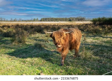 A juvenile Scottish highlander cattle in a natural meadow catchment area Rolderdiep spout Scheebroekerloopje in the Dutch province of Drenthe against background sky with veil clouds