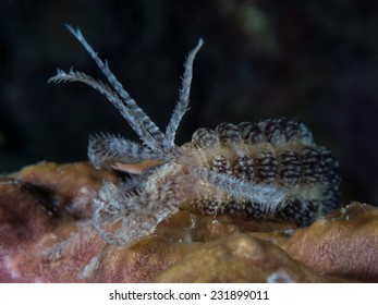 Juvenile Sea Cucumber Spreading Its Mouth To Filter Tiny Plankton 