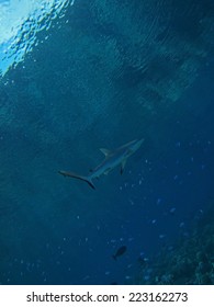 Juvenile Shark 