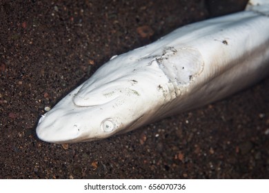 A Juvenile Shark Has Been Caught, Had Its Fins Cut Off Then Left To Drown In Indonesia. Millions Of Sharks Are Killed Each Year For The Shark Fin Soup Industry.