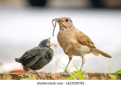 A Juvenile Shiny Cowbird (Molothrus Bonariensis) Being Fed By A Pale-breasted Thrush (Turdus Leucomelas). Example Of Brood Parasitism. Sao Carlos, SP, Brazil.