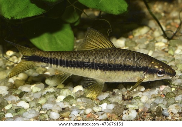 siamese algae eater petsmart