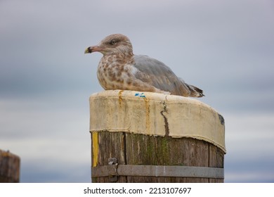 A Juvenile Sits On Top Of A Peir Piling In Plymouth Harbor Under Cloudsy Skies.