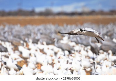 Juvenile Snow Goose In Hovering Glide Chooses A Landing Spot In Mixed Goose And Sandhill Crane Flock At Bernardo Waterfowl Refuge In New Mexico