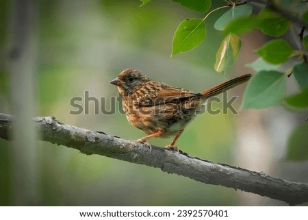 Juvenile Song sparrow is sitting on a branch in dense green foliage in summer forest.