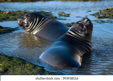  Juvenile Southern Elephant Seal