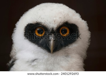 Juvenile Spectacled Owl (Pulsatrix perspicillata).