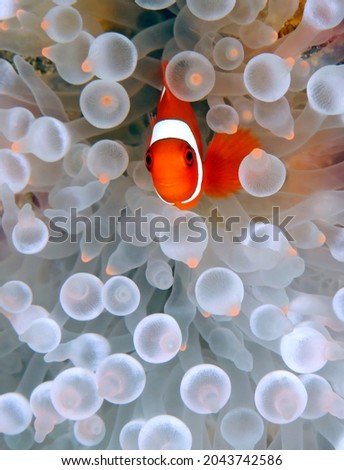 Juvenile Spinecheek Anemonefish (Premnas biaculeatus, aka Maroon Clownfish) in Anemone. Triton Bay, West Papua, Indonesia