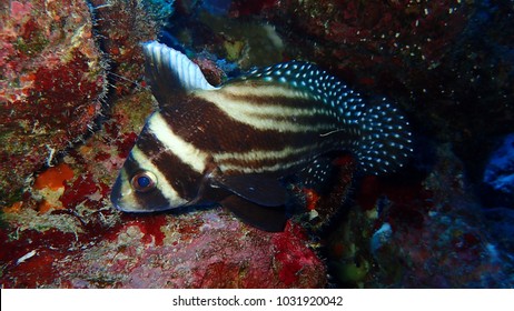 Juvenile Spotted Drum