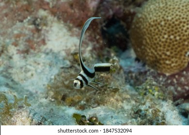 A Juvenile Spotted Drum On The Reef