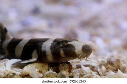 The Juvenile Stage Of Chiloscyllium Punctatum,Bamboo Shark,Brown-spotted Cat Shark,Brown-banded Catshark. Juveniles Have The Bands And Occasionlly Spots. Family Hemiscylliidae. 