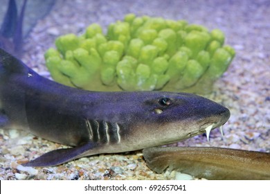  The Juvenile Stage Of Chiloscyllium Punctatum,Bamboo Shark,Brown-spotted Cat Shark,Brown-banded Catshark. Juveniles Have The Bands And Occasionlly Spots. Family Hemiscylliidae. 