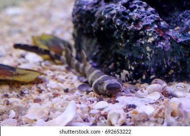 The Juvenile Stage And Egglayer Of Chiloscyllium Punctatum,Bamboo Shark,Brown-spotted Cat Shark,Brown-banded Catshark. Juveniles Have The Bands And Occasionlly Spots. Family Hemiscylliidae. 