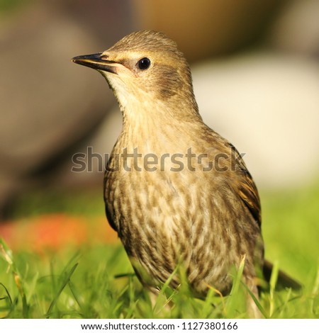 Similar – Image, Stock Photo juvenile starling on lawn