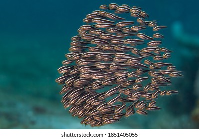 Juvenile Striped Catfish Underwater Macro Photo