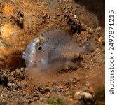 Juvenile surgeonfish - Acanthuridae with a transparent body that will turn into yellow and blue once it becomes an adult surgeonfish.