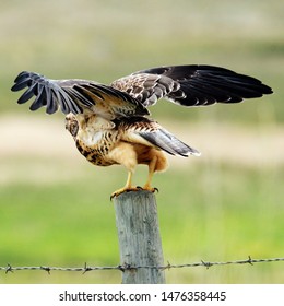 Juvenile Swainsons Hawk Ready For Takeoff