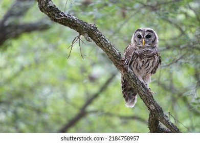 Juvenile Texas Barred Owl is Curious - Shutterstock ID 2184758957