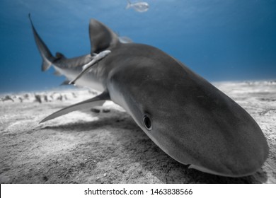 Juvenile Tiger Shark Showing Its Curiosity.