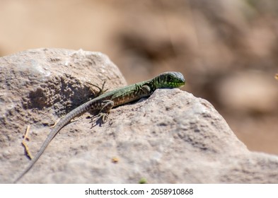 Juvenile Timon Pater (North African Ocellated Lizard) perching on a rock, Aures Mountains, Algeria	 - Shutterstock ID 2058910868