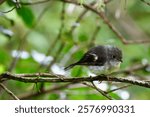 Juvenile tomtit sitting on a branch in New Zealand