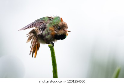 A Juvenile Tufted Coquette Stretches.