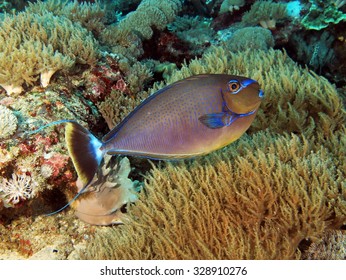 Juvenile Unicornfish (surgeonfish, Acanthuridae) Over Soft Coral