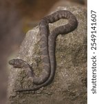 A juvenile water snake (Nerodia sipedon pleuralis) known as a midland water snake basking on a rock is a harmless nonvenomous snake endemic to North America.