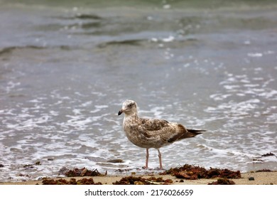 A Juvenile Western Gull Searching For Food On The Seashore.