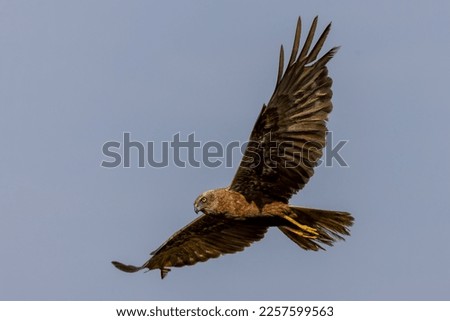 Juvenile Western marsh harrier flying low, showing his beautiful eyes and wings.  