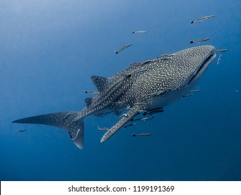Juvenile Whale Shark