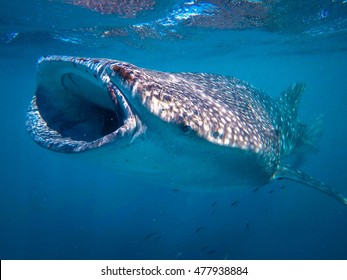 Juvenile Whale Shark