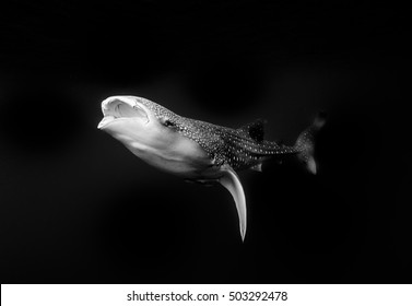 Juvenile Whale Shark In Black And White