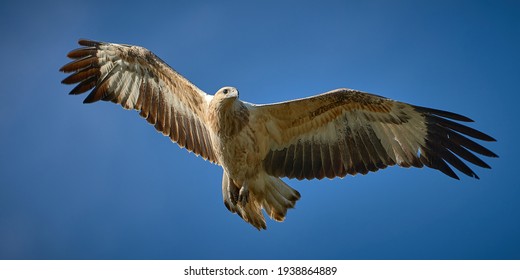 Juvenile White Bellied Sea Eagle Flight Stock Photo 1938864889 ...