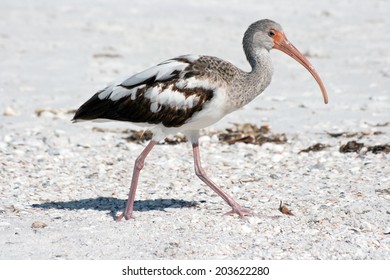 Juvenile White Ibis White Ibis