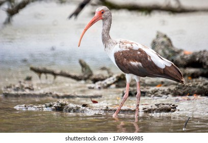 Juvenile White Ibis On Southwest Florida Beach