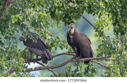 Juvenile  White Rumped Vulture Sitting On Tree
