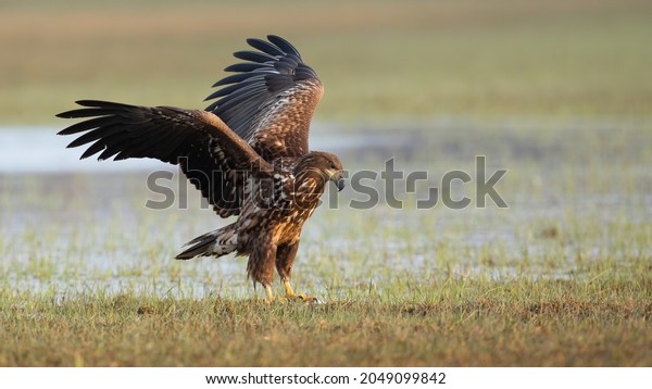 Juvenile white-tailed eagle landing on floodplain\
with frost