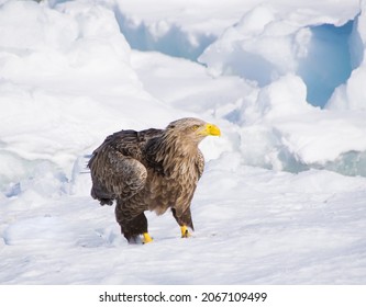 A Juvenile White-tailed Sea Eagle On The Ice In Hokkaido, Japan, Will Grow To Have An Enormous Wing Span And, Together With Its Mighty Talons And Amazing Eye-sight, Be A Fearsome Predator.